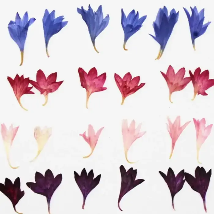 Fleur de centagaine séchée pressée