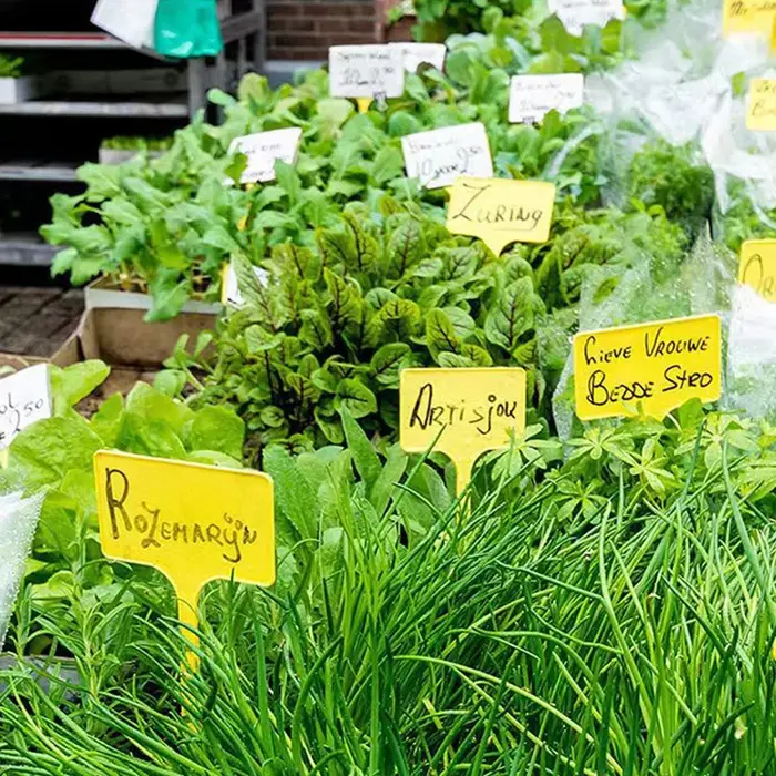 Étiquettes de plantes 30 pièces, signalisation horticole, panneaux d'enregistrement de noms de fleurs et de plantes vertes, signalisation en plastique étanche
