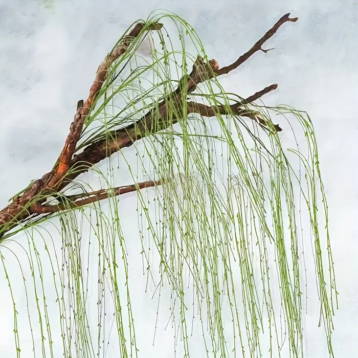 Vignes artificielles suspendues en saule vert