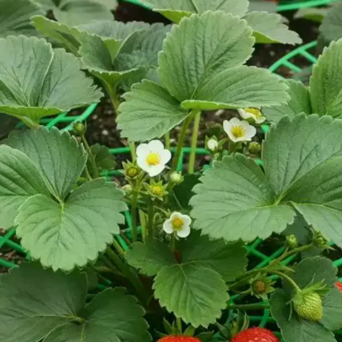 Support pour plantes de fraises avec pieds, support de culture rond en plastique pour garder les baies propres et empêcher la pourriture
