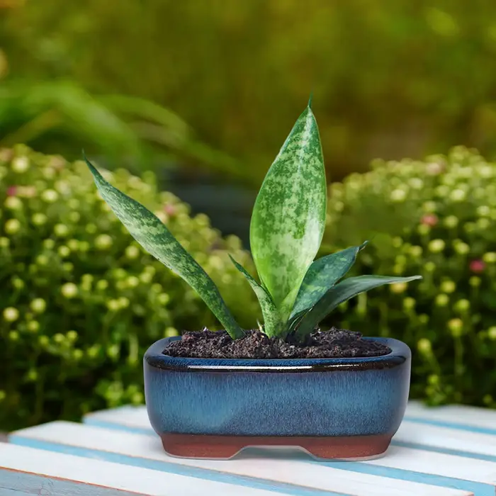 Pot de fleur succulent en céramique