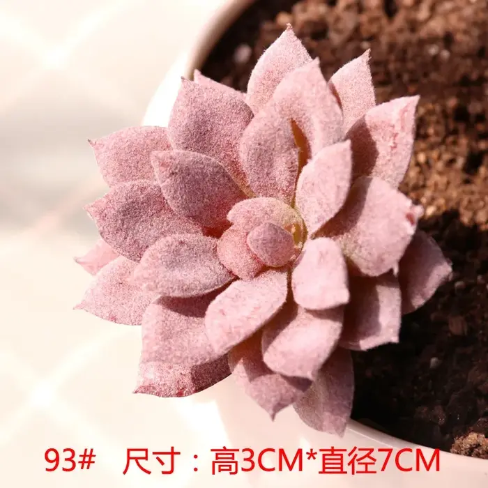 Diverses plantes succulentes artificielles tropicales