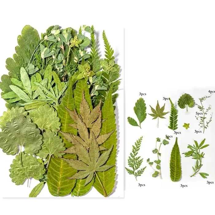 40ja Plante feuilles séchées pressées