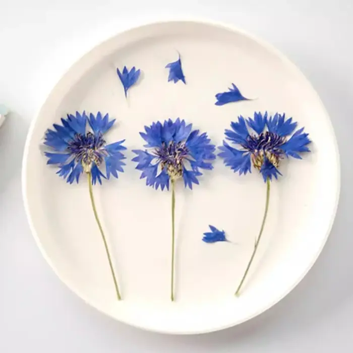 12 pièces, branches de bleuet séchées