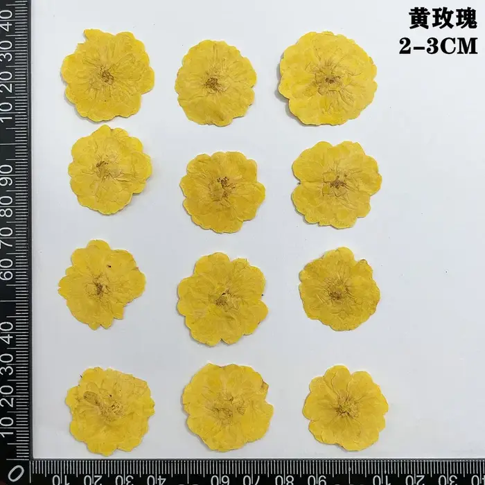 60 pièces pressées séchées rouge jaune Rose