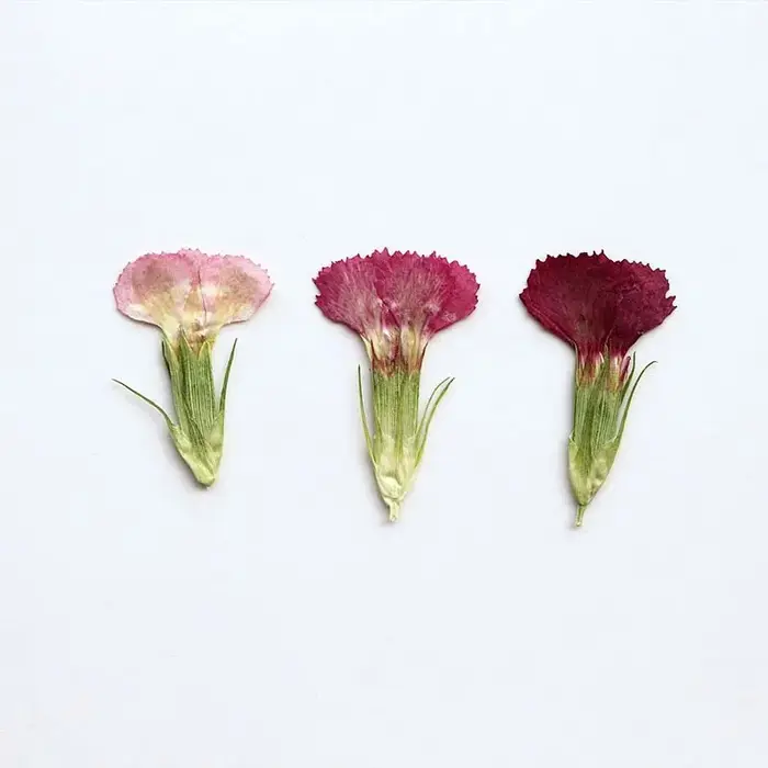 Véritables fleurs séchées naturelles PMurcia Acacia Mei