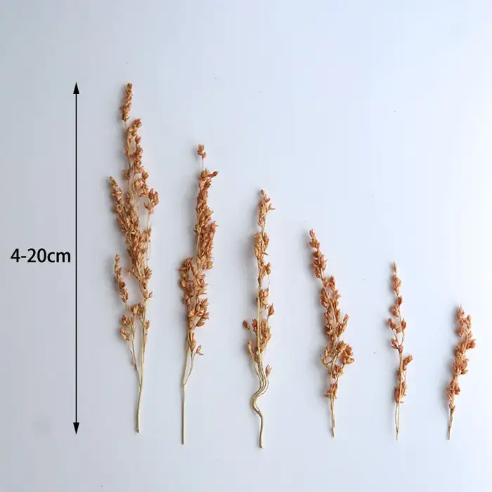 10g/Coloré Fleurs de maïs séchées blanchies