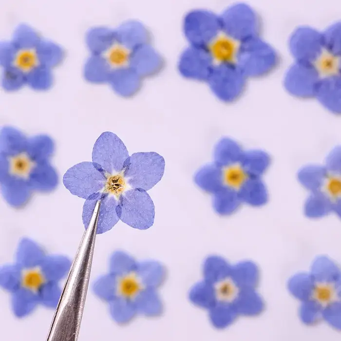Myosotis sylvatica bleu pressé et séché