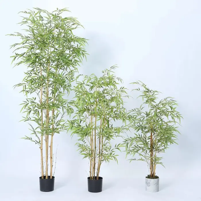 Branche de bambou de Taiwan
