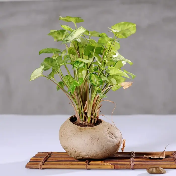 Pots de fleurs charnus en grès faits à la main
