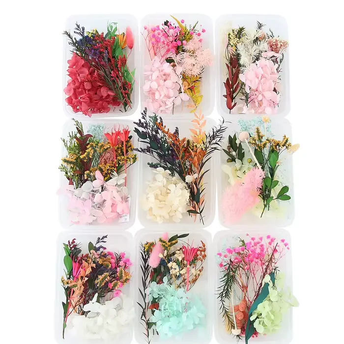 Ensemble de feuilles de fleurs séchées véritables