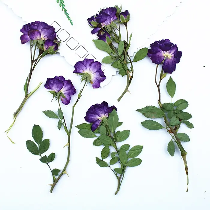12 pièces, fleurs séchées de roses violettes pressées latéralement avec tiges