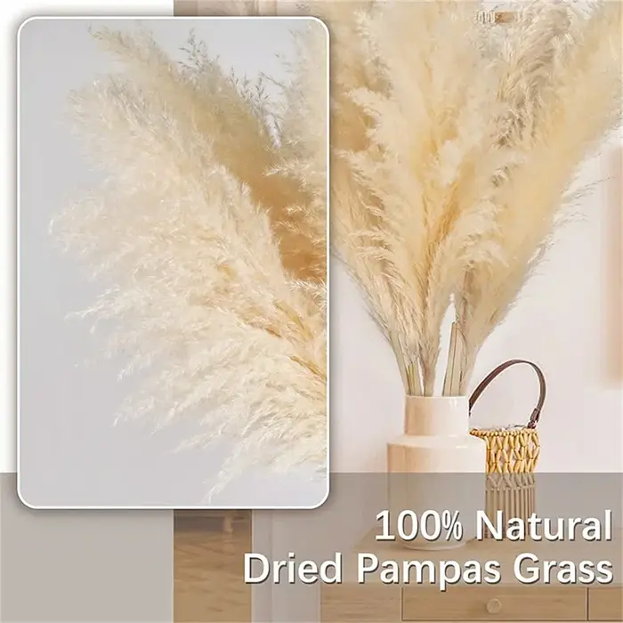80-120 cm Pampas herbe grand