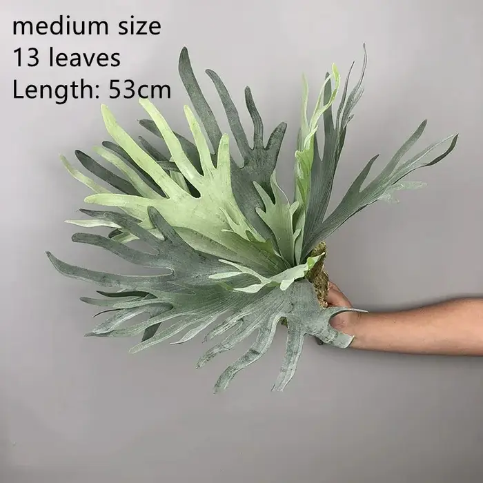 Plantes succulentes réalistes