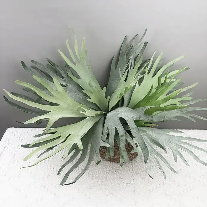 Plantes succulentes réalistes