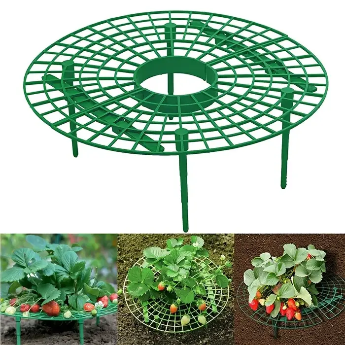 Support de plantation de fraises vertes
