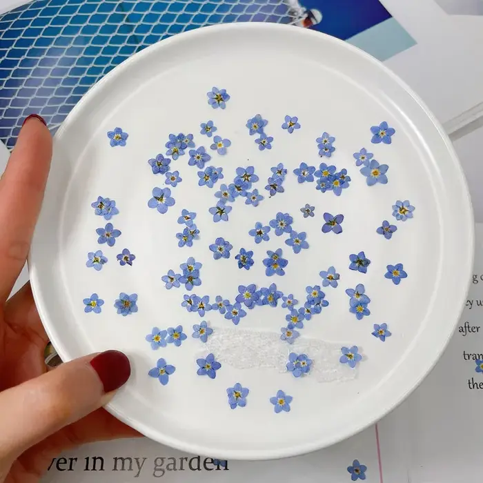 120 pièces pressées oublier-moi pas fleur séchée Mini bleu Myosotis Sylvatica plante herbier pour bijoux coque de téléphone Nailart