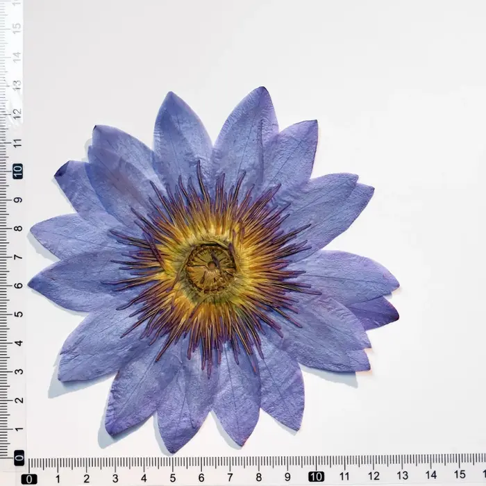 Pétales de Nénuphar Bleus Naturels Pressés et Séchés pour la Résine Époxy, Marque-pages, Cadres Photo, Fournitures Artisanales DIY Flora