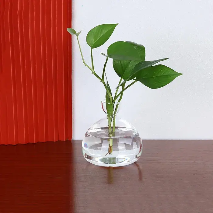 Kit de culture de graines d'avocat transparent – Vase en verre pour démarreurs de plantes