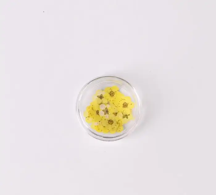 Fleur de prunier de narcisse séchée pressée