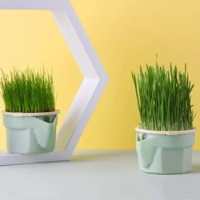 Tasse d'herbe pour chat