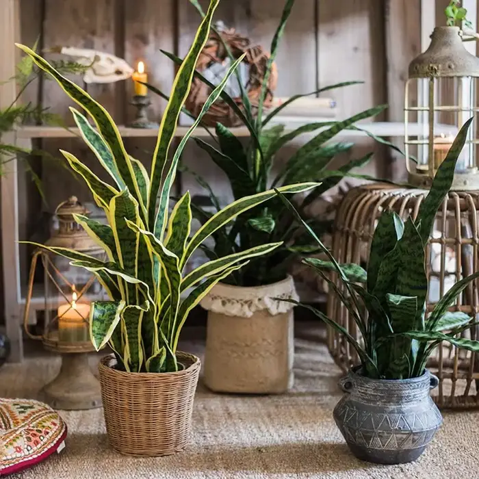 Plante serpent artificielle