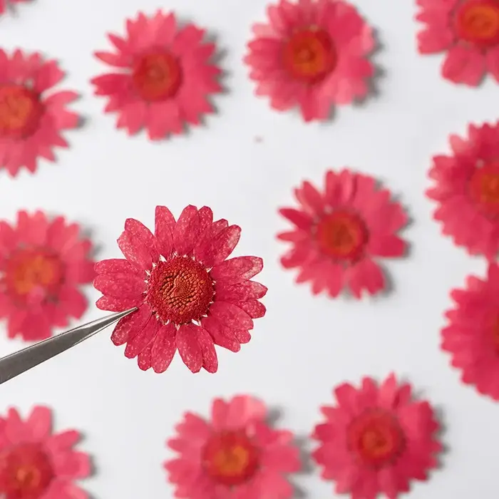 Fleurs séchées pressées pour résine