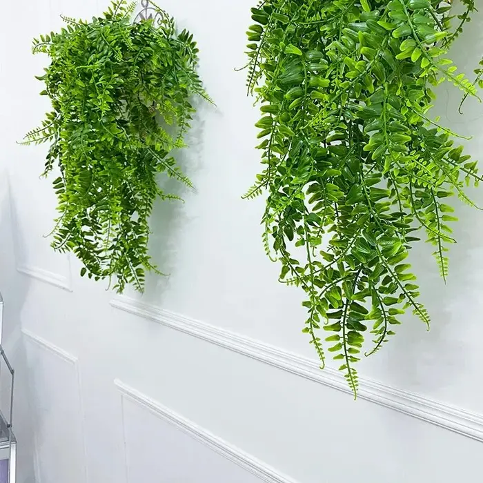 Plante persane feuilles de fougère vignes