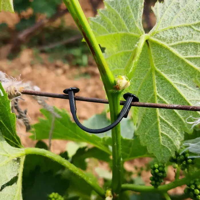 Pince de fixation pour plante de vigne, 1700 pièces, Clip de fixation pour vigne de raisin Kiwi, fle