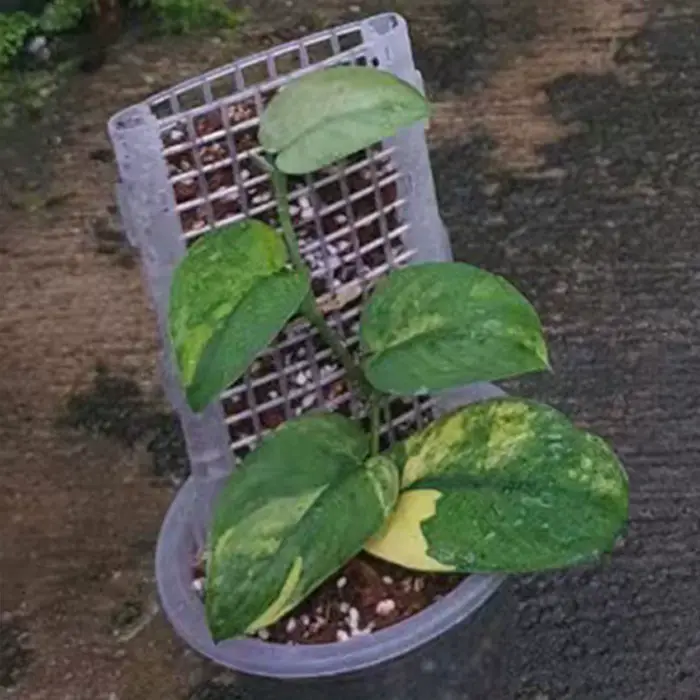 Poteau de mousse en plastique pour plantes, support de poteau creux pour plantes d'intérieur et d'ex