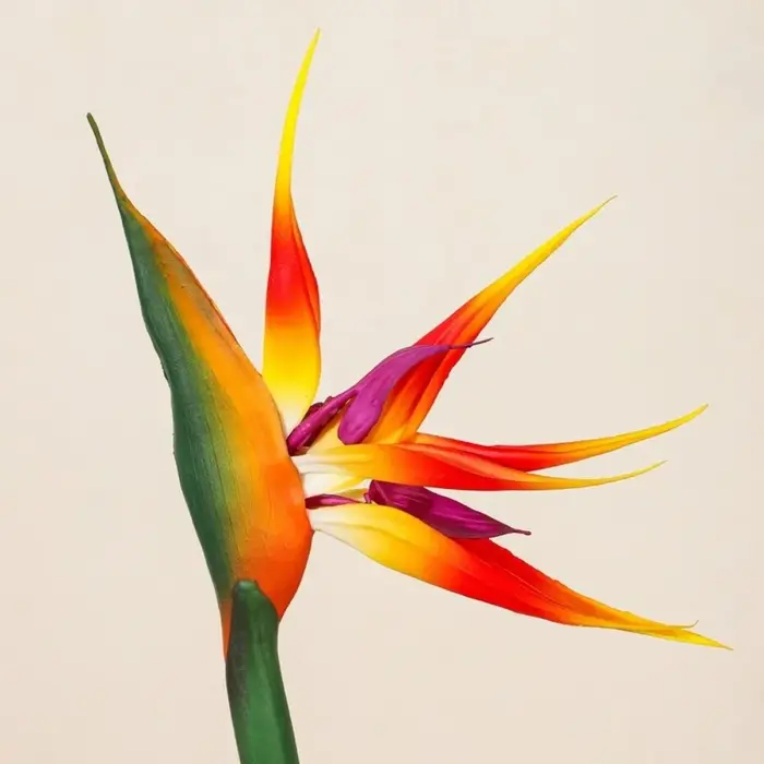 Fleurs artificielles de Strelitzia à longue tige
