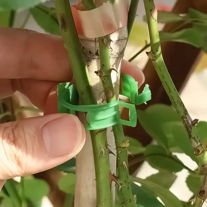 Clips de Support Réutilisables pour Plantes, Outils de Jardin, pour Tomate, Raisin, Vignes, Fruits, 