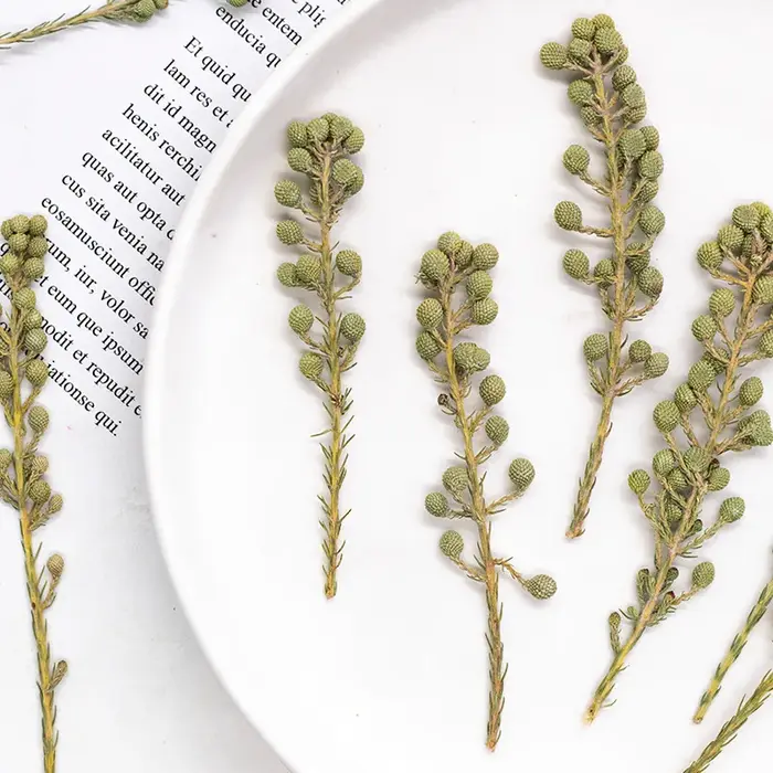 12 pièces, fleurs de corail vert naturel séchées et pressées