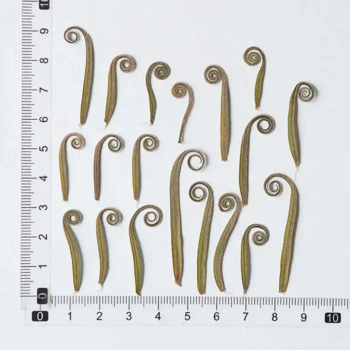 24 pièces, tiges de cycadées pressées naturelles, fleurs séchées véritables pour l'artisanat DIY, ma
