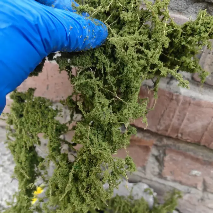 Modèle de vigne artificielle