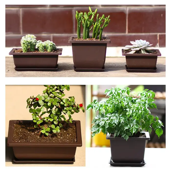 Pots d'entraînement avec plateau en plastique pour plantes bonsaï