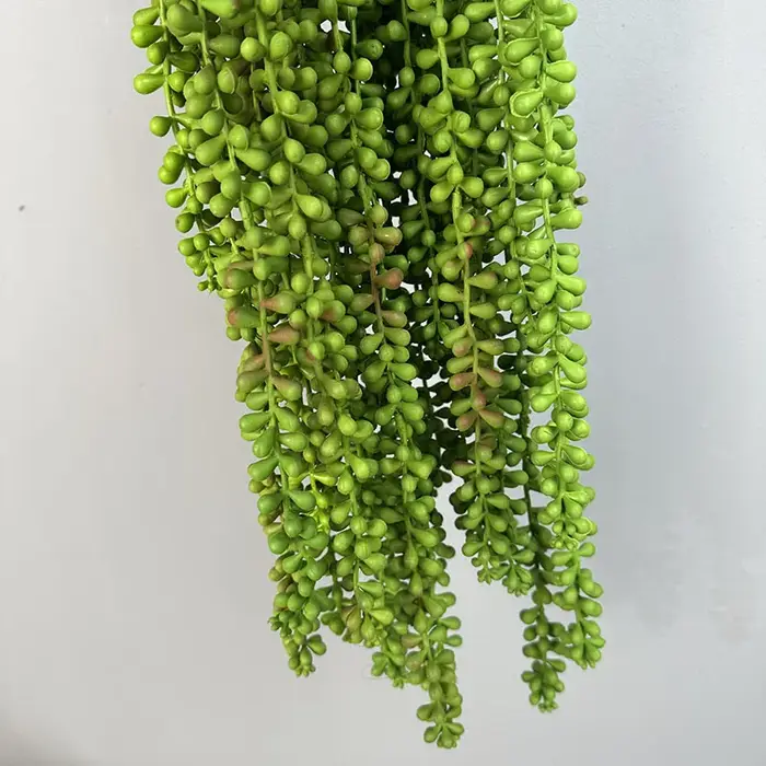 Plantes succulentes artificielles vives