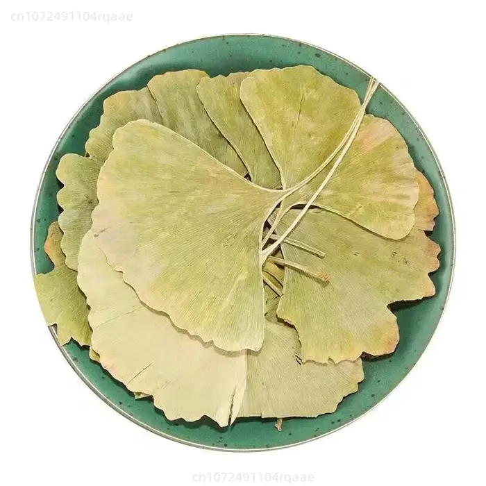 Feuilles séchées de Ginkgo Biloba naturelles, 100/500g, pour remplissage de vases, artisanat, arrang