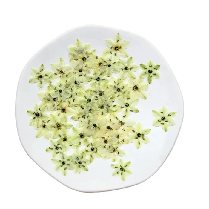 8 pièces, sans décoloration velours pressé vraies fleurs conservées étoile Bethlehem pour résine bijoux visage maquillage noël Scrapbooking Kit de bricolage