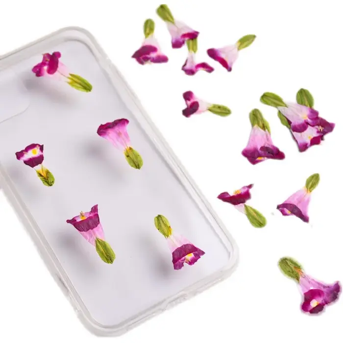 12 pièces, fleurs séchées naturelles de Torenia