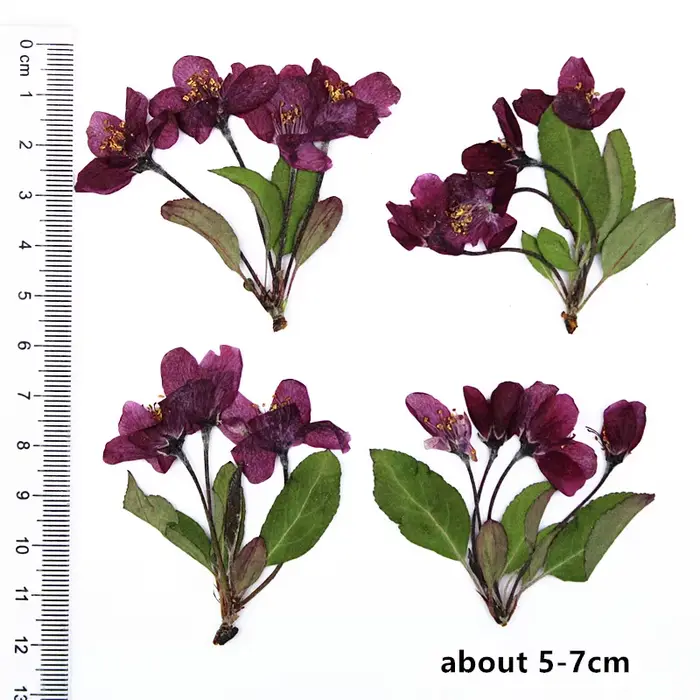 12 pièces, fleurs de bégonia pressées naturelles avec tige, têtes de fleurs éternelles pour invitati
