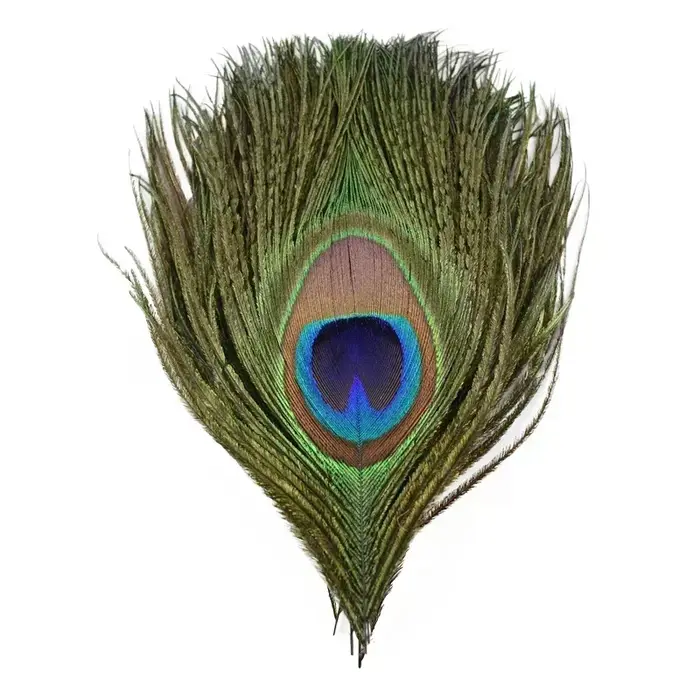 Plumes de paon naturelles pour la création de bijoux