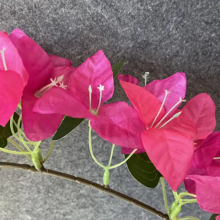 Simulation de Bouquet de bougainville