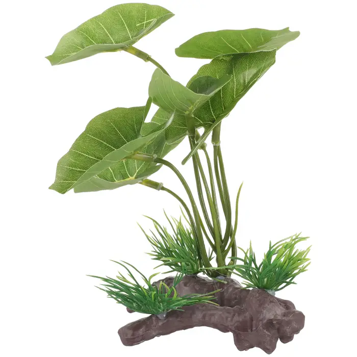Plante pour Aquarium durable