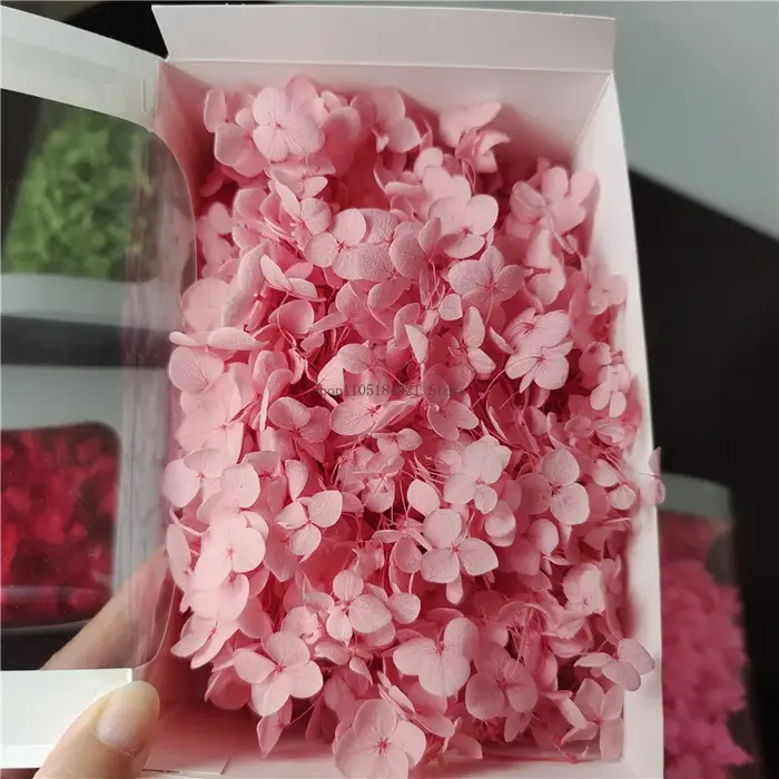 20g Grade A Aeonium Anna Hydrangea Fleurs fraîches naturelles