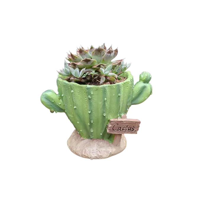 Pot de fleurs pour cactus