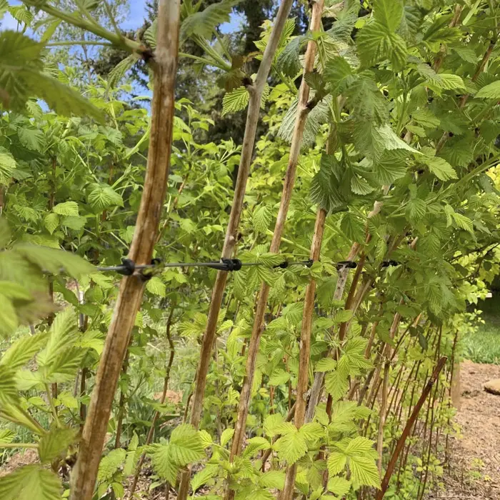 Clips de support pour plantes - Clips pour tomates
