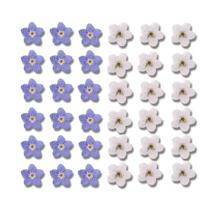 Myosotis sylvatica bleu pressé et séché