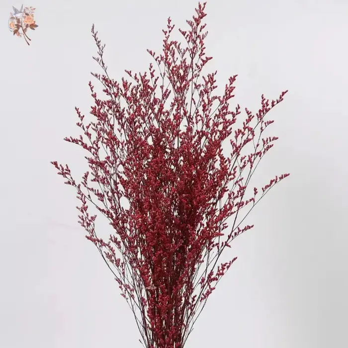 Limonium naturel séché pour les amoureux