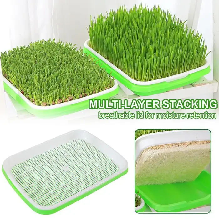 Kit de germination hydroponique pour blé